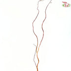 Salix Babylonica (Red Dragon)
