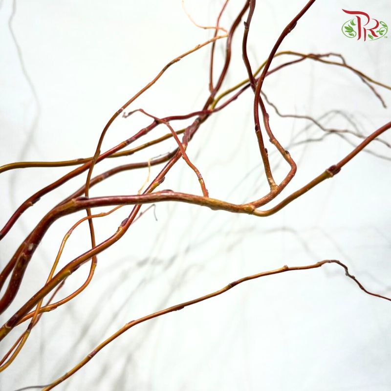 Salix Babylonica (Red Dragon)