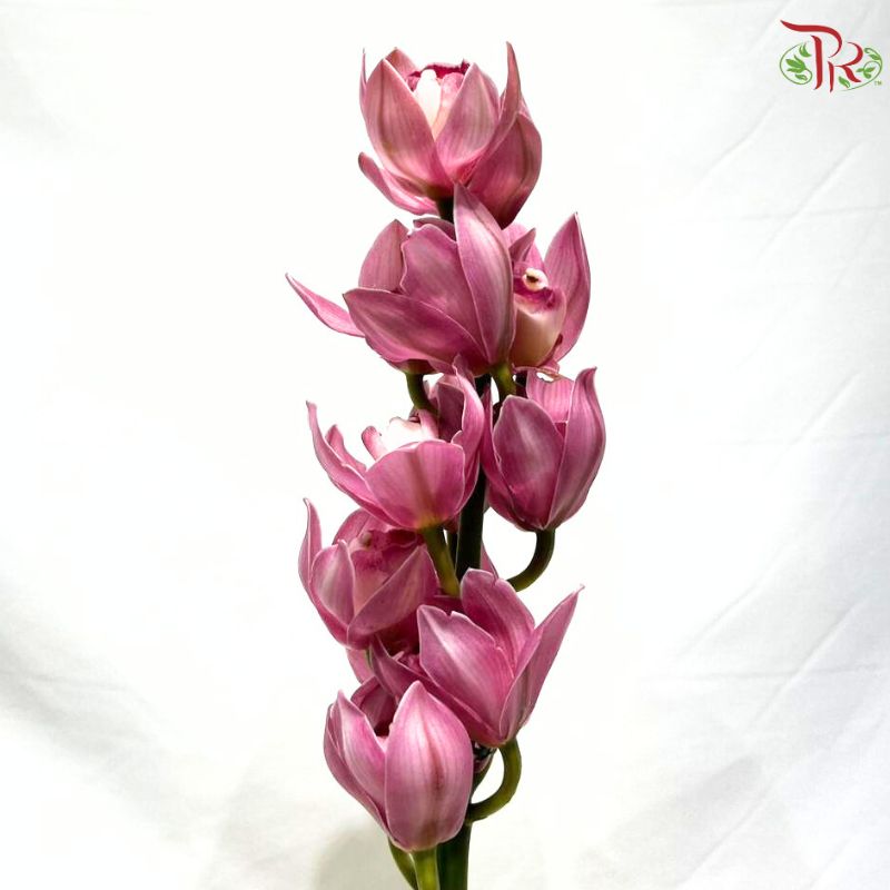 Cymbidium《兰花属》