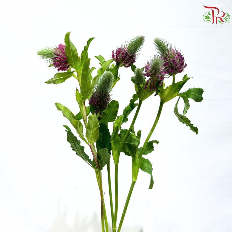 Trifolium