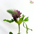 Trifolium