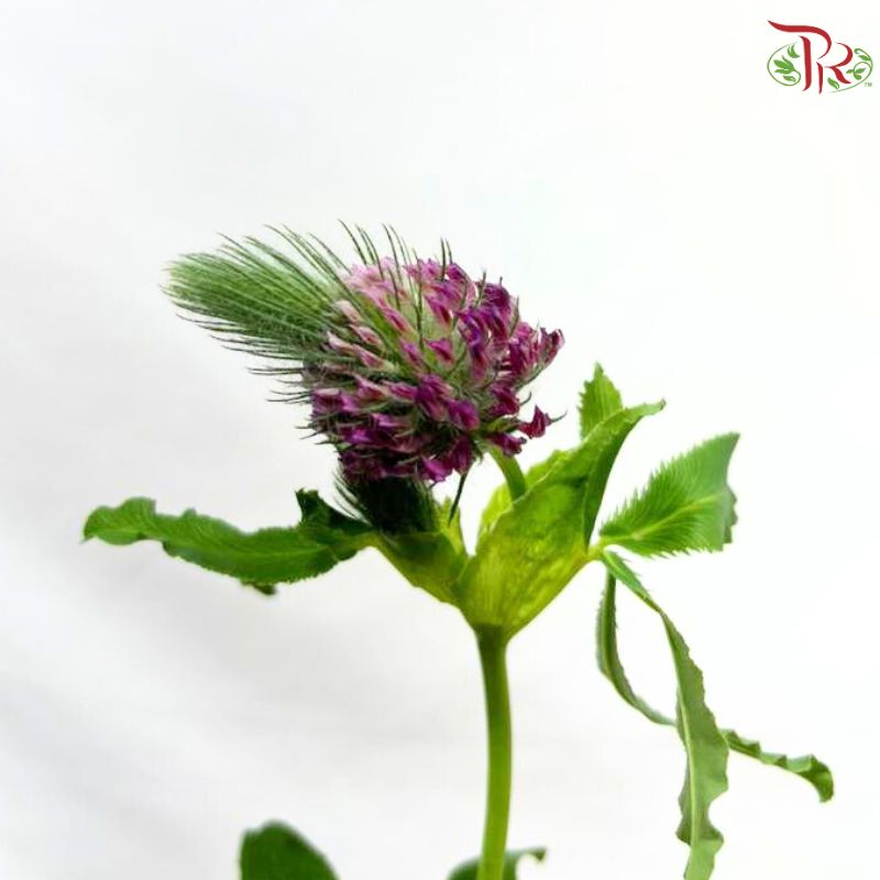 Trifolium