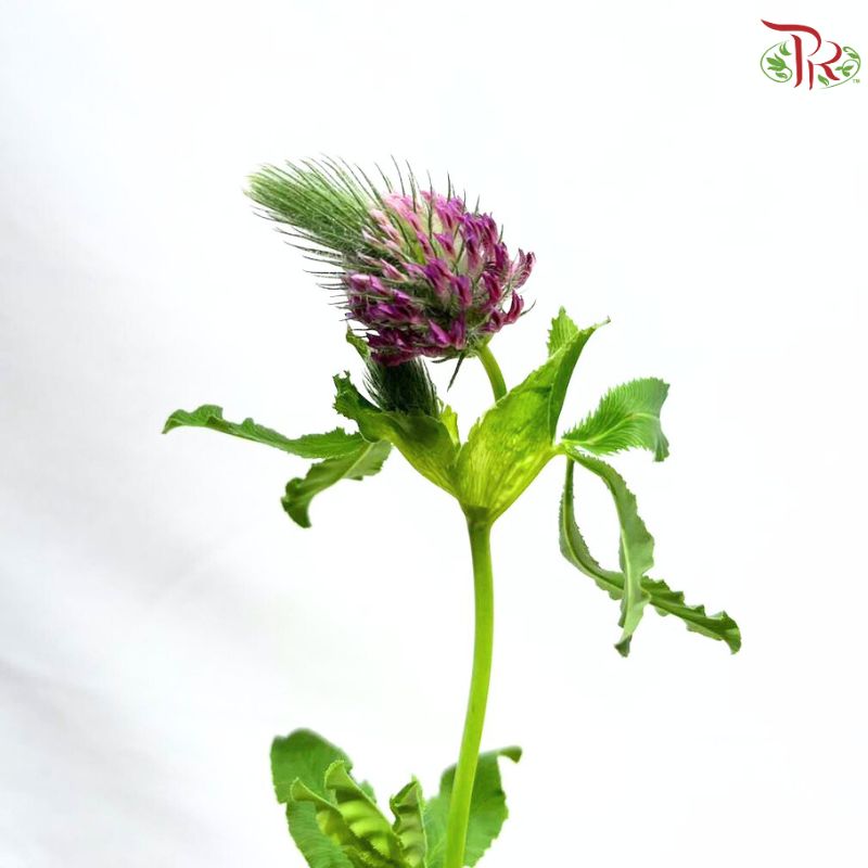 Trifolium