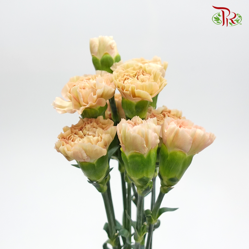 Carnation - Chameleon (10 Stems) - Pudu Ria Florist