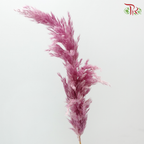 Dry Wild Pampas Grass