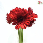 Gerbera