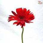 Gerbera