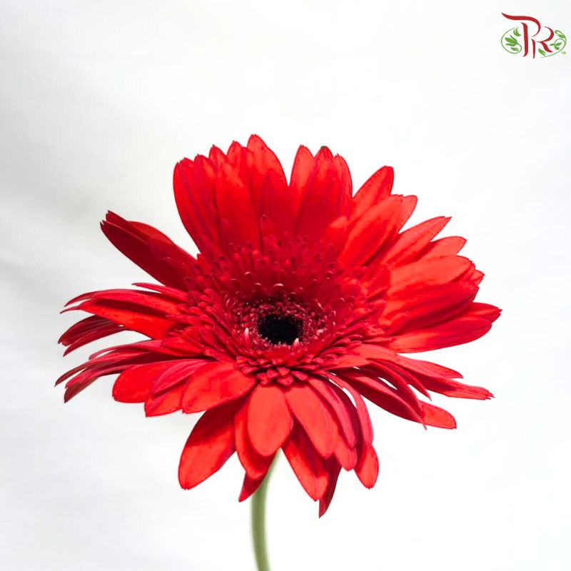 Gerbera