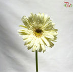 Gerbera