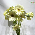 Gerbera