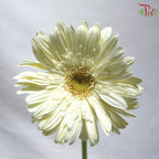 Gerbera