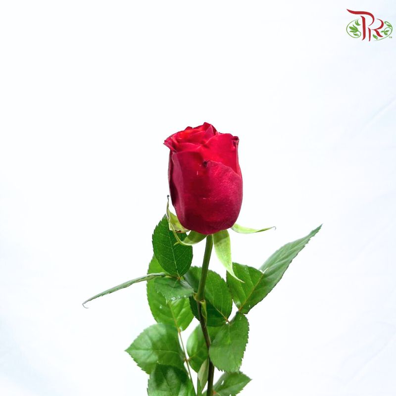 Rose 《玫瑰》(No Net)