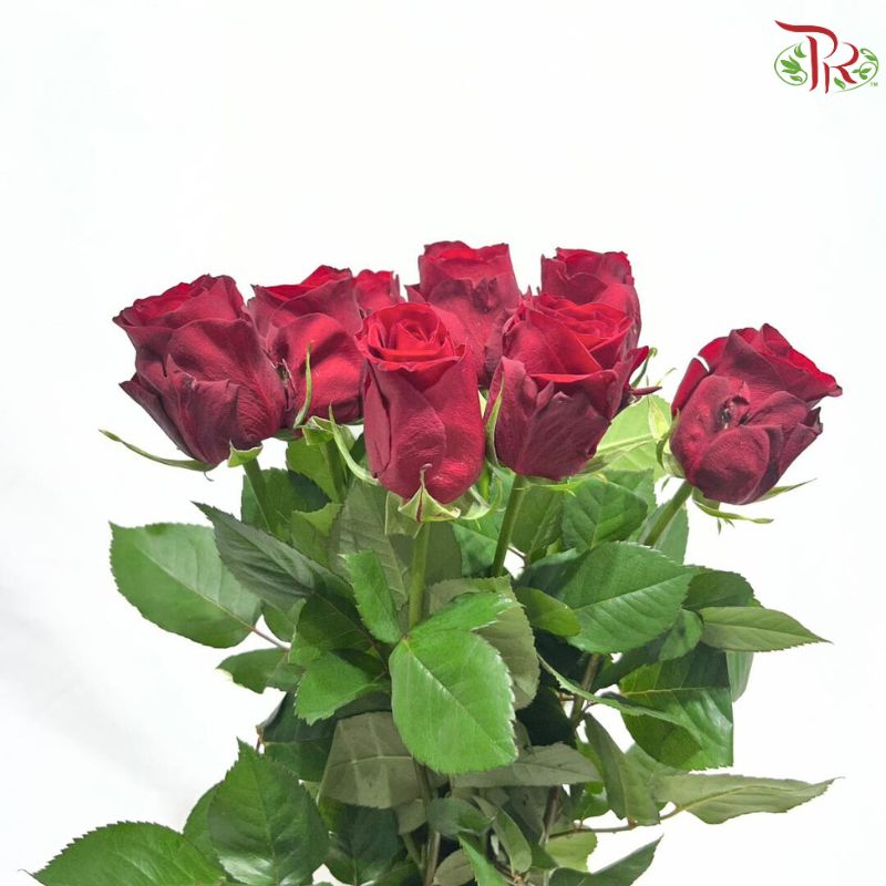 Rose 《玫瑰》(No Net)