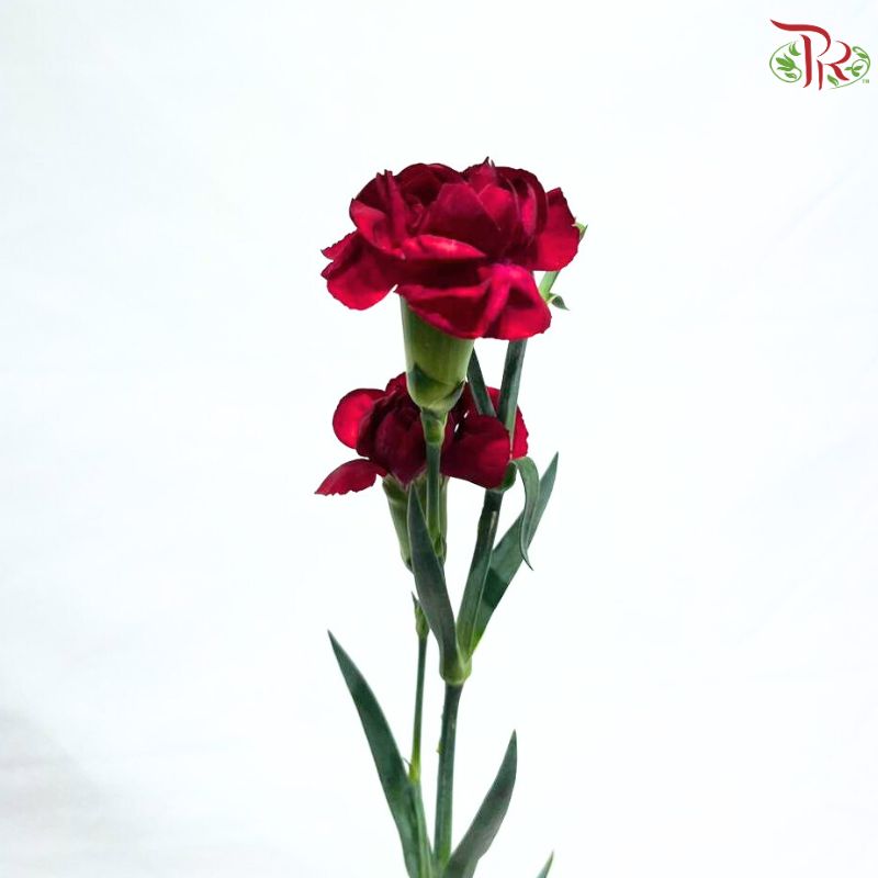 Carnation Spray 《多头康乃馨》
