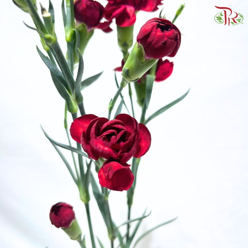 Carnation Spray 《多头康乃馨》