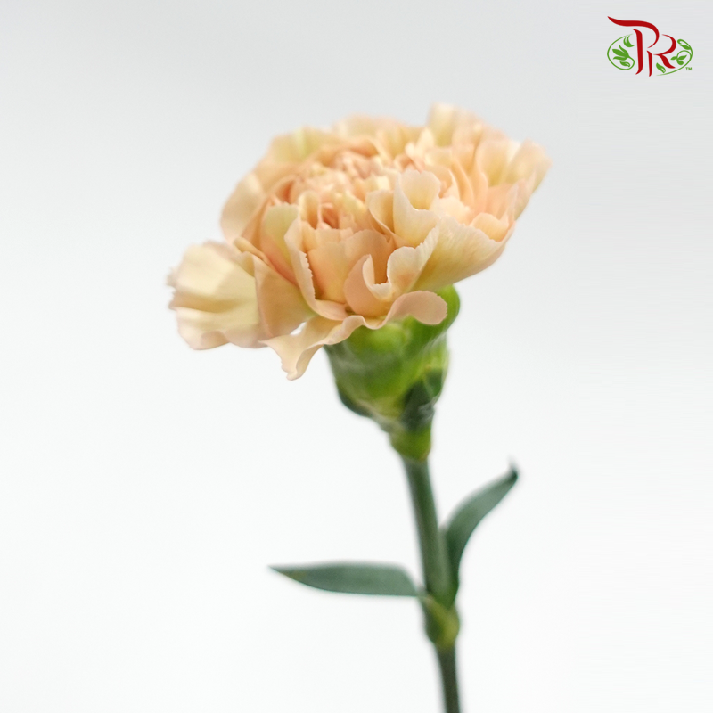 Carnation - Chameleon (10 Stems) - Pudu Ria Florist