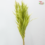 Dry Wild Pampas Grass