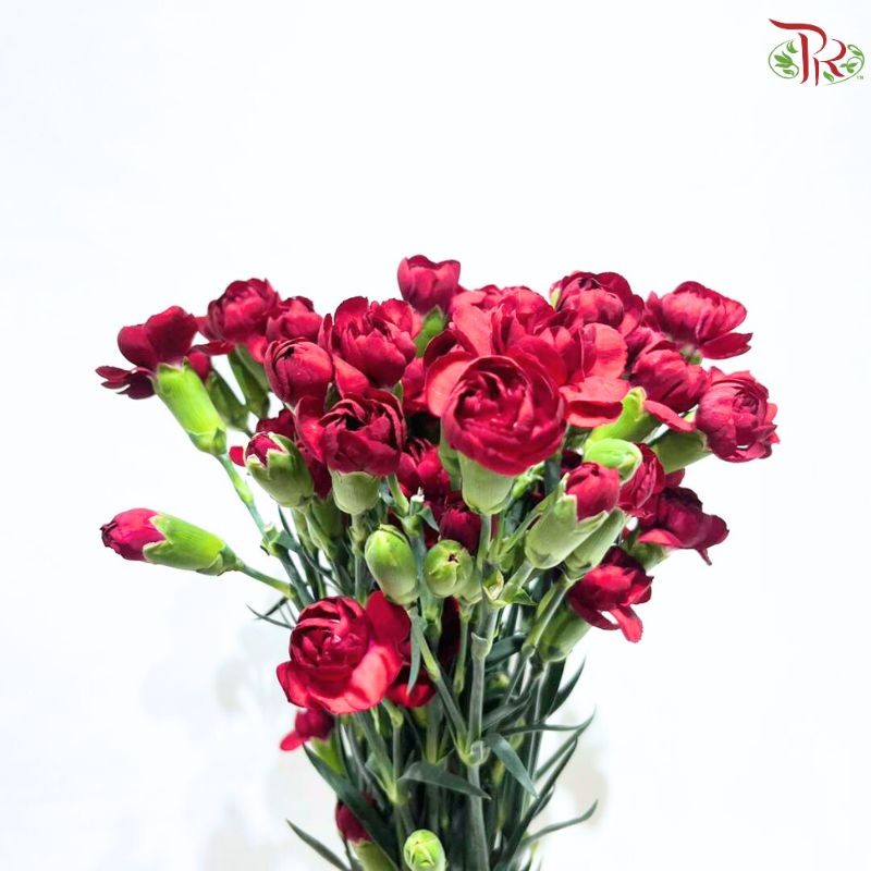 Carnation Spray 《多头康乃馨》