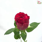 Rose 《玫瑰》(No Net)