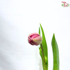 Tulip