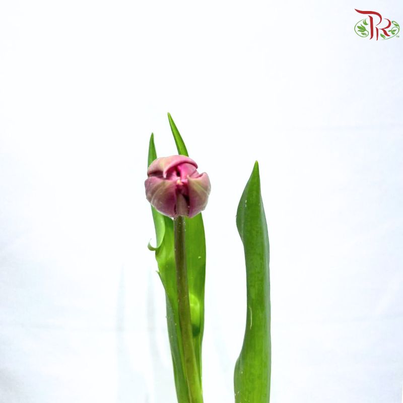 Tulip