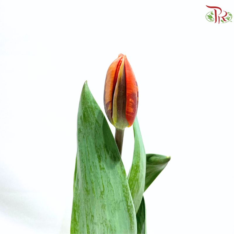 Tulip
