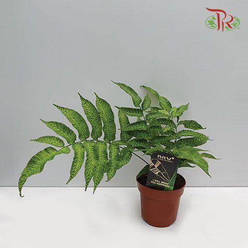 Coniogramme Emeiensis《峨眉凤丫蕨》 - Pudu Ria Florist