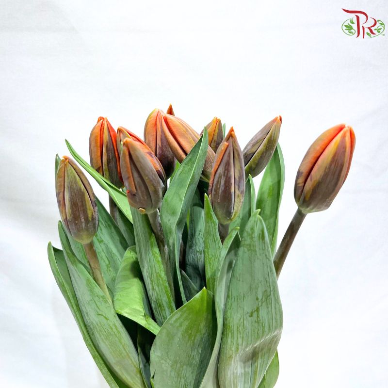 Tulip