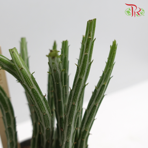 Senecio Stapeliiformis 《菊光千里光属多肉》 - Pudu Ria Florist