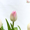 Tulip