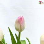 Tulip