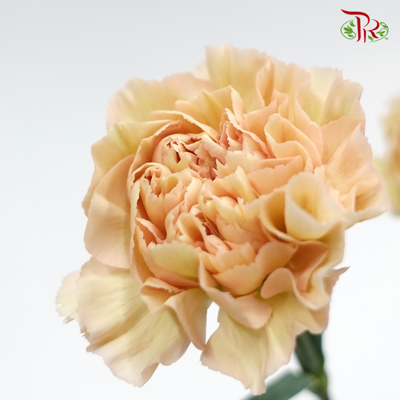 Carnation - Chameleon (10 Stems) - Pudu Ria Florist