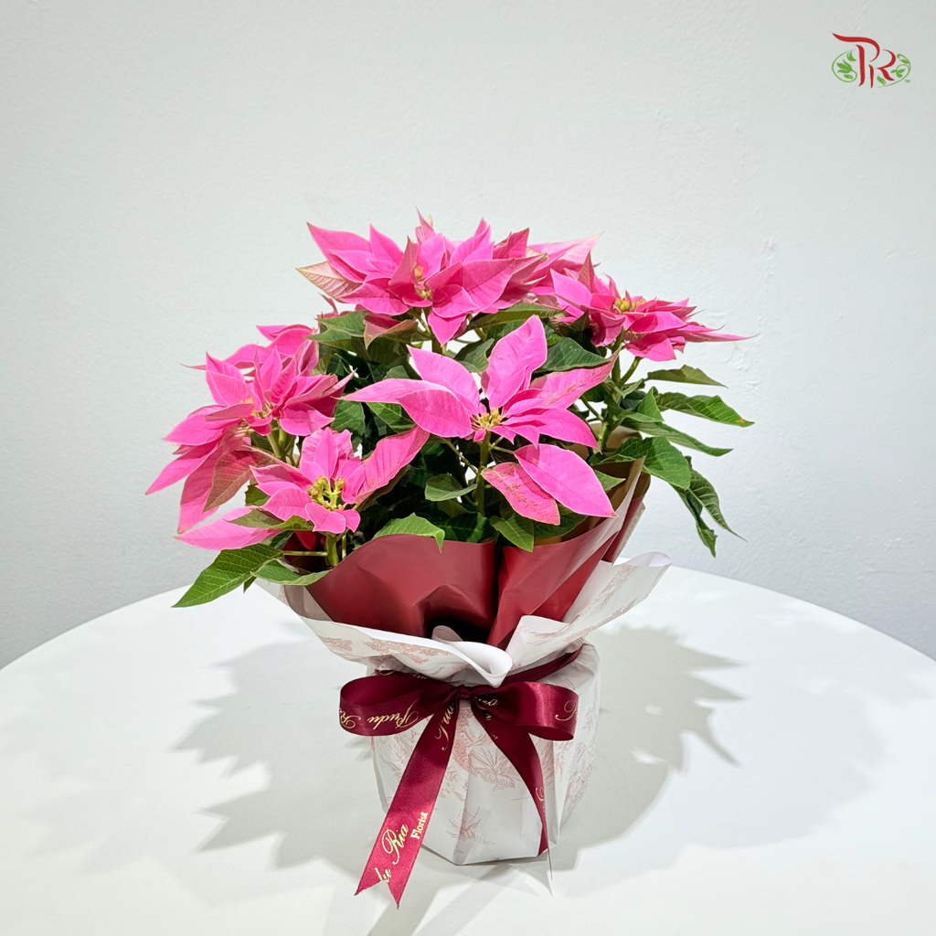 【XMAS 2025】Star & Bloom with Poinsettia 星与花圣诞