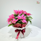 【XMAS 2025】Star & Bloom with Poinsettia 星与花圣诞