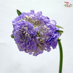 Scabiosa