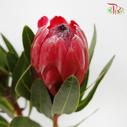 Protea Lancelot - (2 Stems) - Pudu Ria Florist