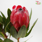Protea Lancelot - (2 Stems) - Pudu Ria Florist