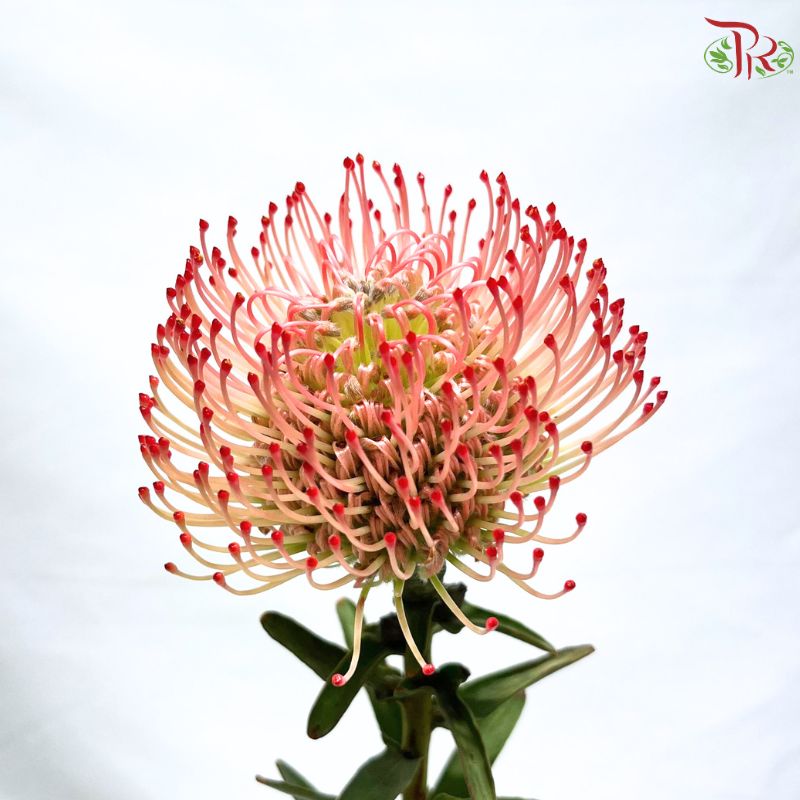 Leucospermum