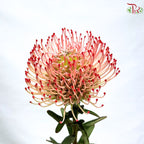 Leucospermum