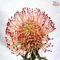 Leucospermum