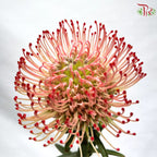 Leucospermum