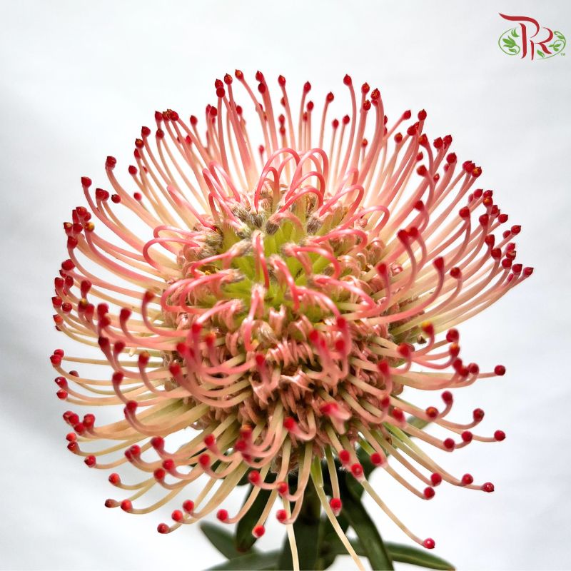 Leucospermum