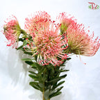 Leucospermum