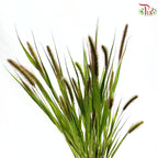 Setaria Italica