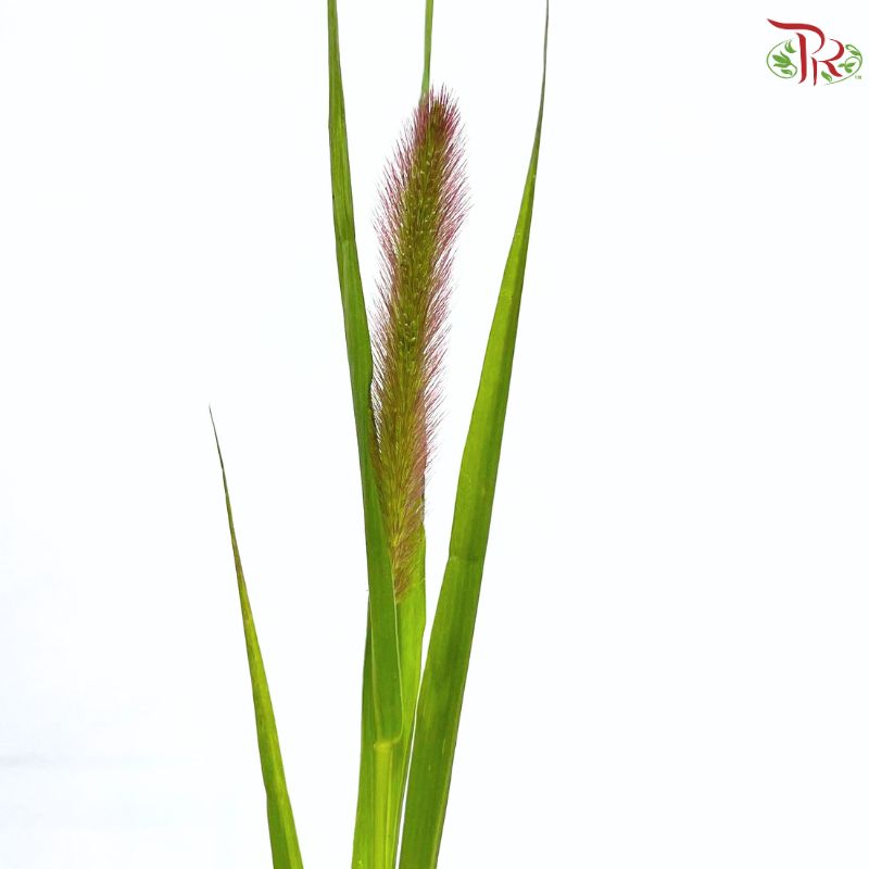 Setaria Italica