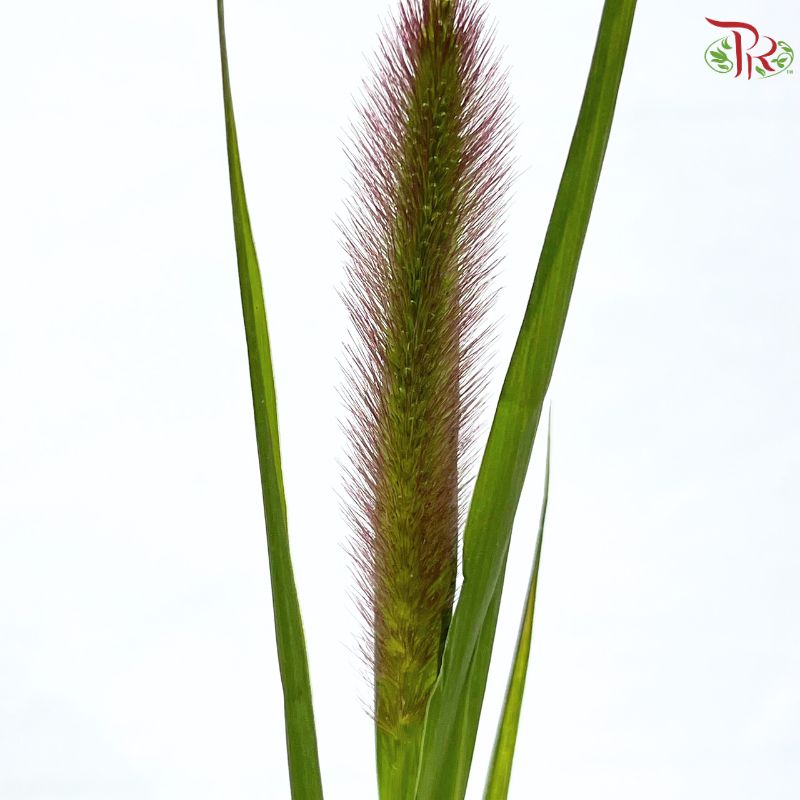 Setaria Italica