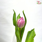 Tulip