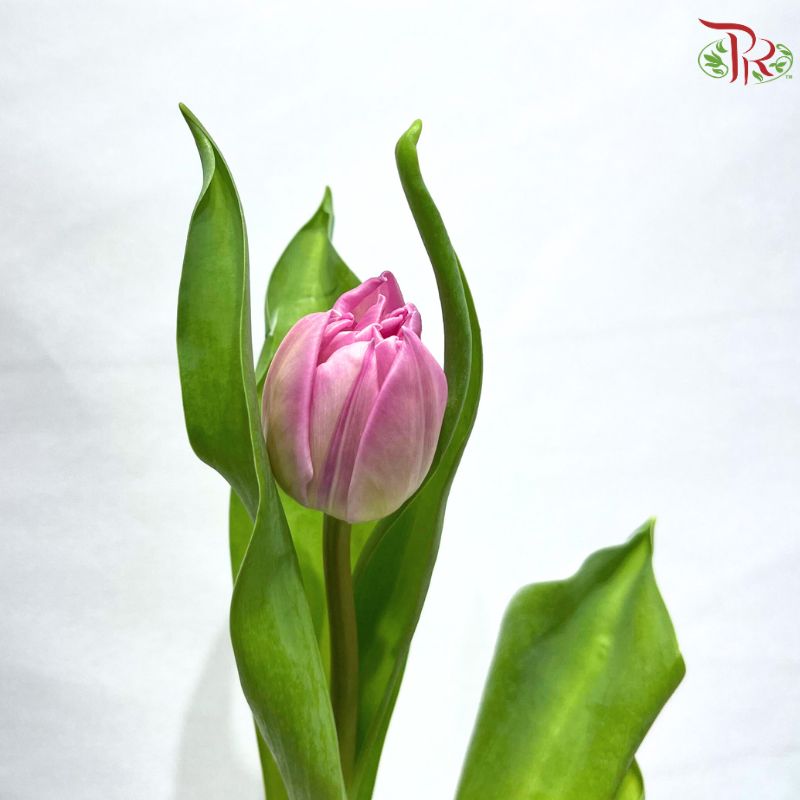 Tulip