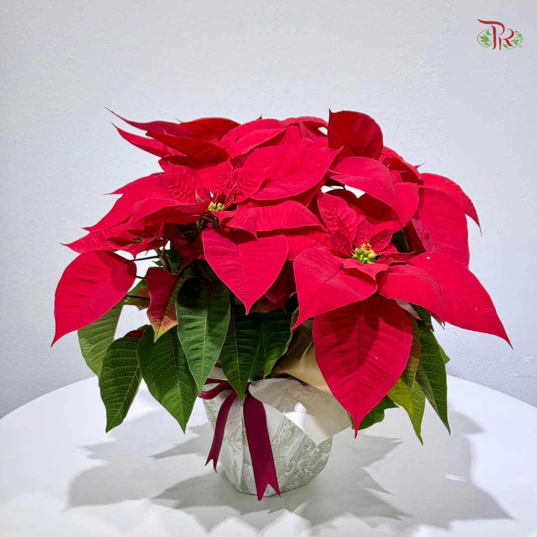 【XMAS 2025】Star & Bloom with Poinsettia 星与花圣诞
