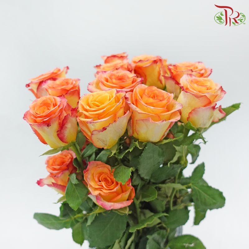 Rose Premium